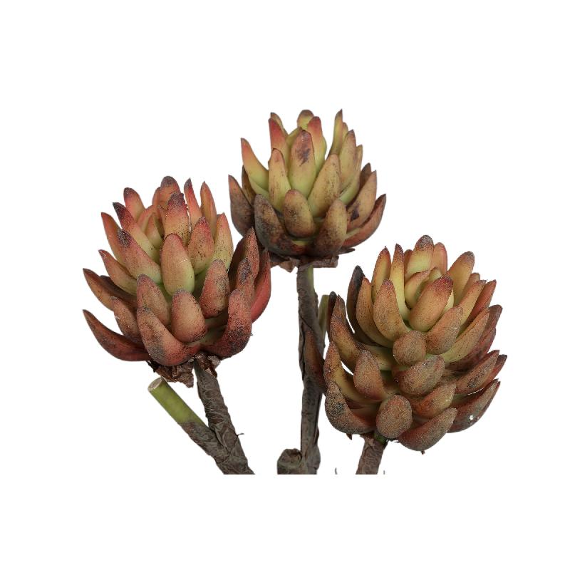 Succulent Plant Bronzen Echeveria In Crèmekleurige Pot - Set Van 4 Stuks 25x15x15 cm