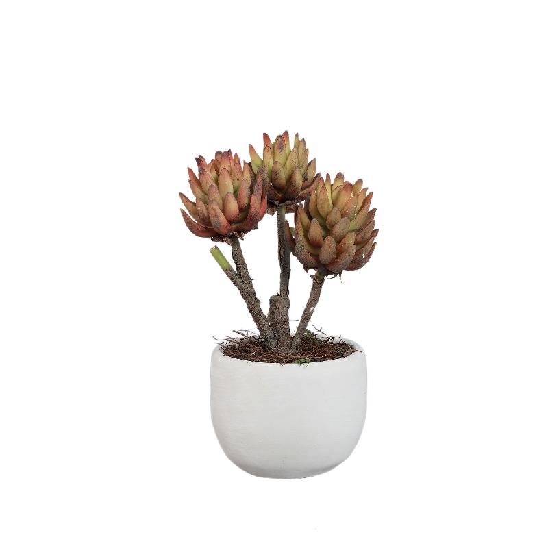 Succulent Plant Bronzen Echeveria In Crèmekleurige Pot - Set Van 4 Stuks 25x15x15 cm