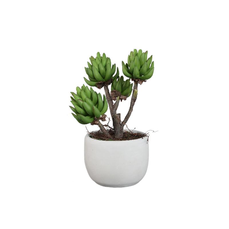 Succulent Plant Groene Echeveria In Crèmewitte Pot Set Van 6 Stuks 35x15x15 cm