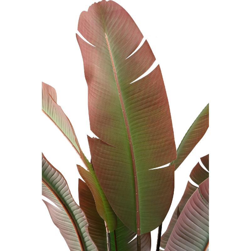 Tree Donkergroen Met Rode Strelitzia Tree Zwarte Pot 180x105x105 cm