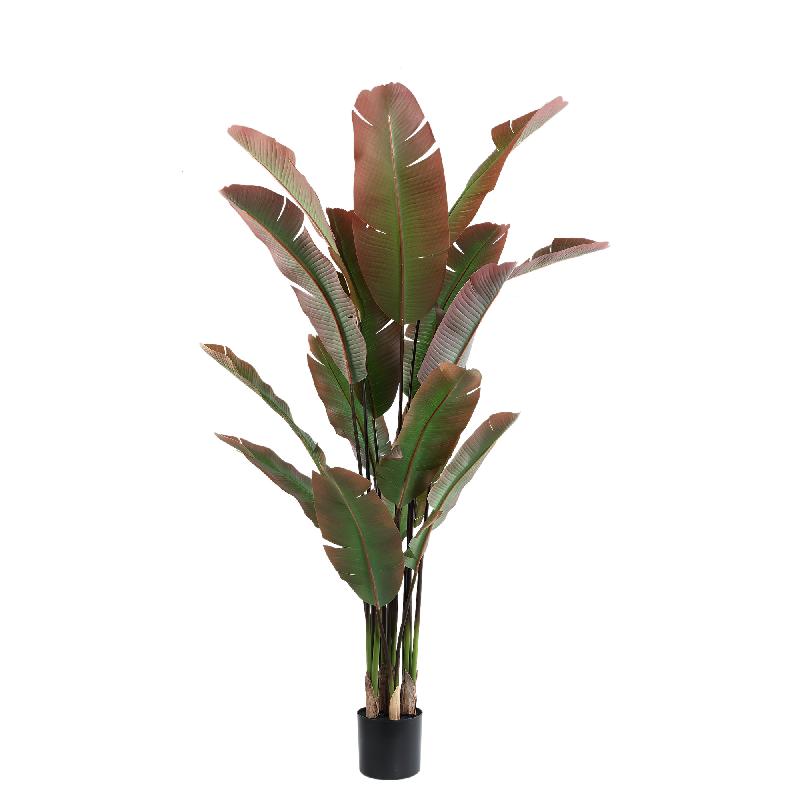 Tree Donkergroen Met Rode Strelitzia Tree Zwarte Pot 180x105x105 cm