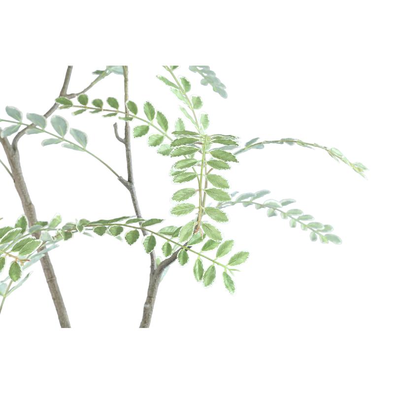 Tree Groen Hoge Japanse Enkianthus Boom In Pot 180x159x115 cm