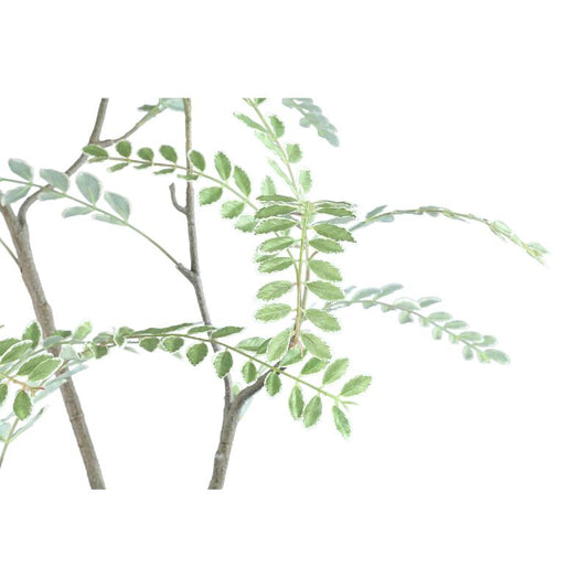 Tree Groen Hoge Japanse Enkianthus Boom In Pot 180x159x115 cm