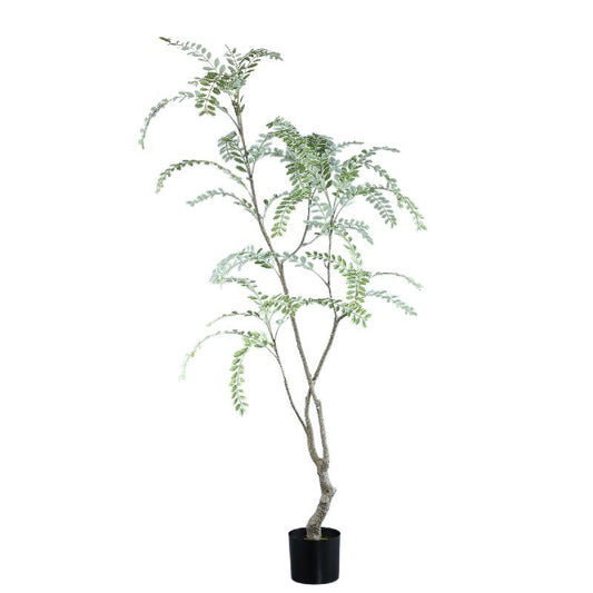 Tree Groen Hoge Japanse Enkianthus Boom In Pot 180x159x115 cm