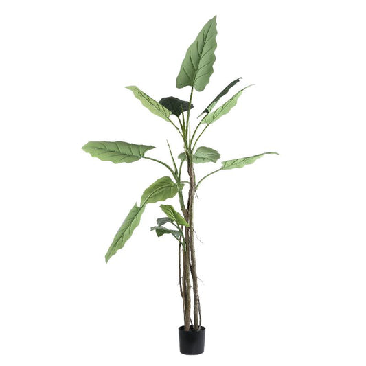 Leaves Plant Grote Groene Philodendron In Zwarte Pot L 195x50x50 cm