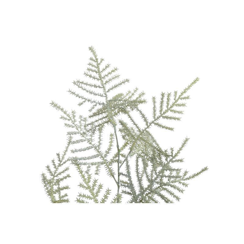 Fern Plant Donkergroen Asperge Fern Spray - Set van 12 75x45x30 cm