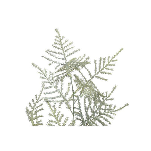 Fern Plant Donkergroen Asperge Fern Spray - Set van 12 75x45x30 cm