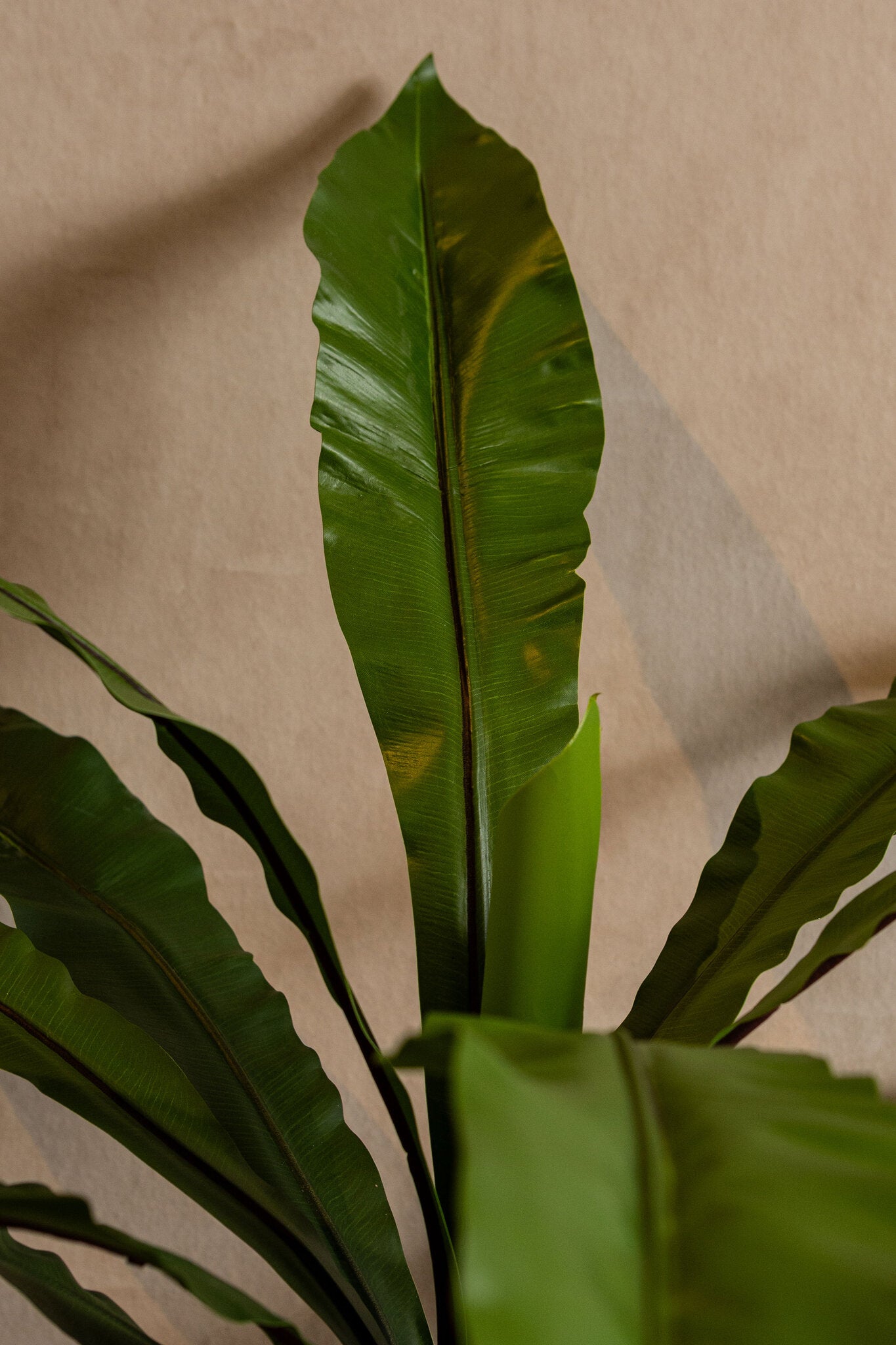 Leaves Plant Groen Asplenium Nidus Hoog in Pot - Set van 2 Stuks 72x72x72 cm
