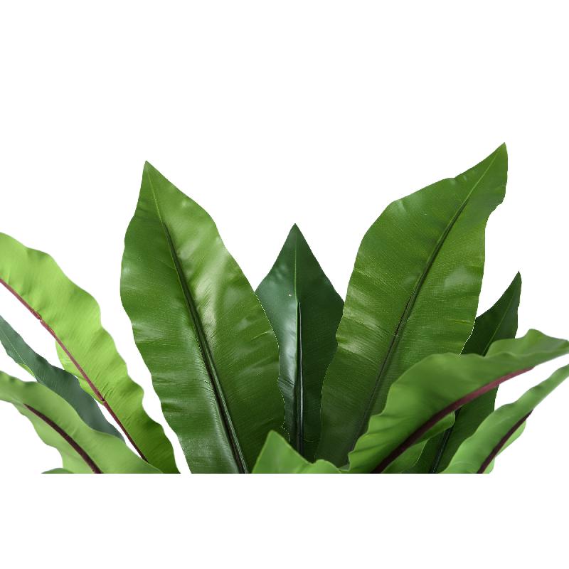Leaves Plant Groen Asplenium Nidus Hoog in Pot - Set van 2 Stuks 72x72x72 cm