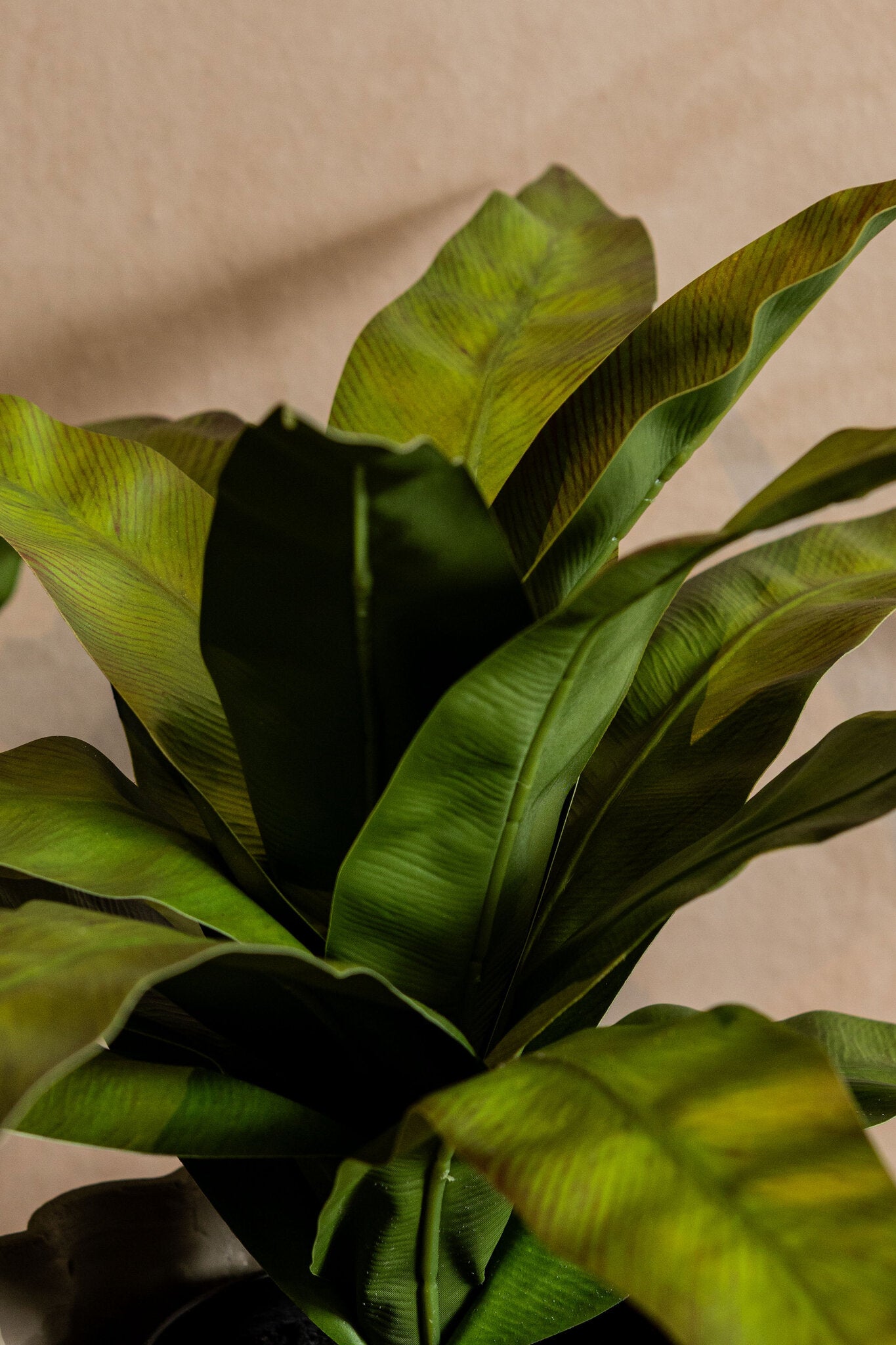 Leaves Plant Groen Asplenium Nidus In Zwarte Pot Set Van 6 Stuks 40x58x58 cm
