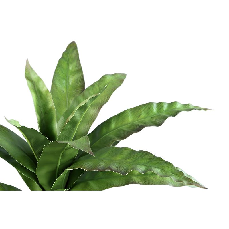 Leaves Plant Groen Asplenium Nidus In Zwarte Pot Set Van 6 Stuks 40x58x58 cm
