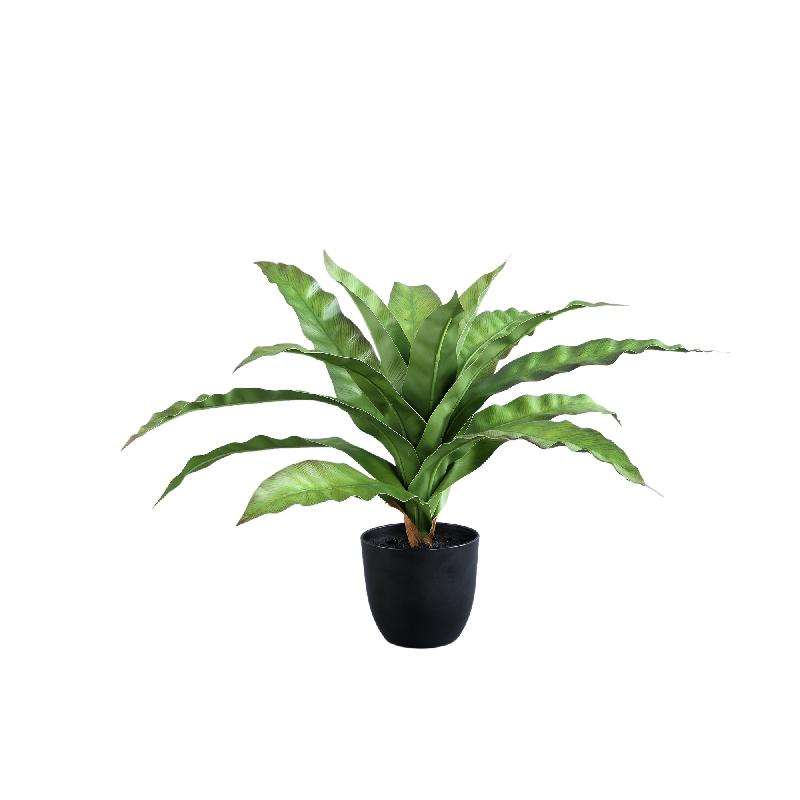 Leaves Plant Groen Asplenium Nidus In Zwarte Pot Set Van 6 Stuks 40x58x58 cm