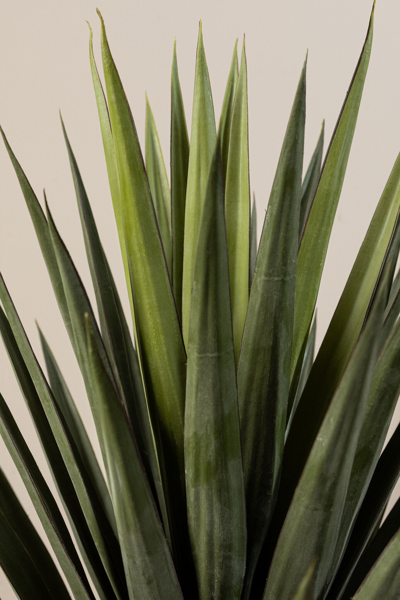 Leaves Plant Yucca In Zwarte Pot 118x82x82 cm