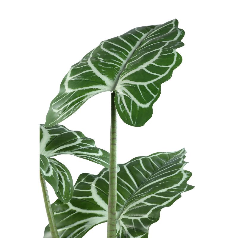 Leaves Plant Groene Alocasia In Zwarte Pot 160x120x110 cm