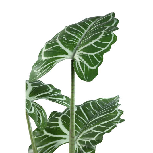 Leaves Plant Groene Alocasia In Zwarte Pot 160x120x110 cm