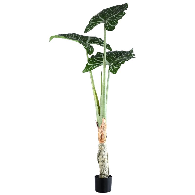 Leaves Plant Groene Alocasia In Zwarte Pot 160x120x110 cm