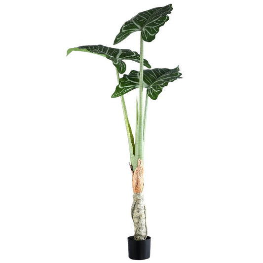Leaves Plant Groene Alocasia In Zwarte Pot 160x120x110 cm