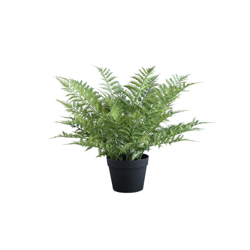 Fern Plant Groene Varen In Zwarte Pot 55x65x65 cm