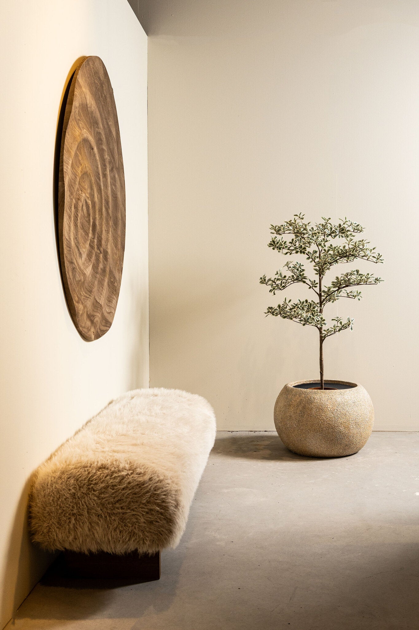 Tree Groen Madagaskar Amandelboom In Zwarte Pot 115x75x75 cm