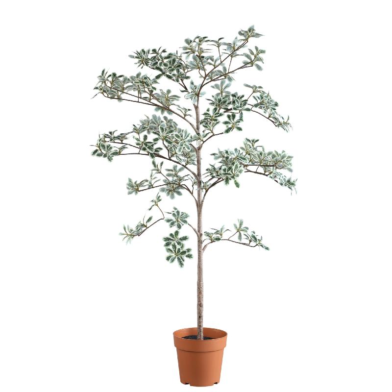 Tree Groen Madagaskar Amandelboom In Zwarte Pot 115x75x75 cm