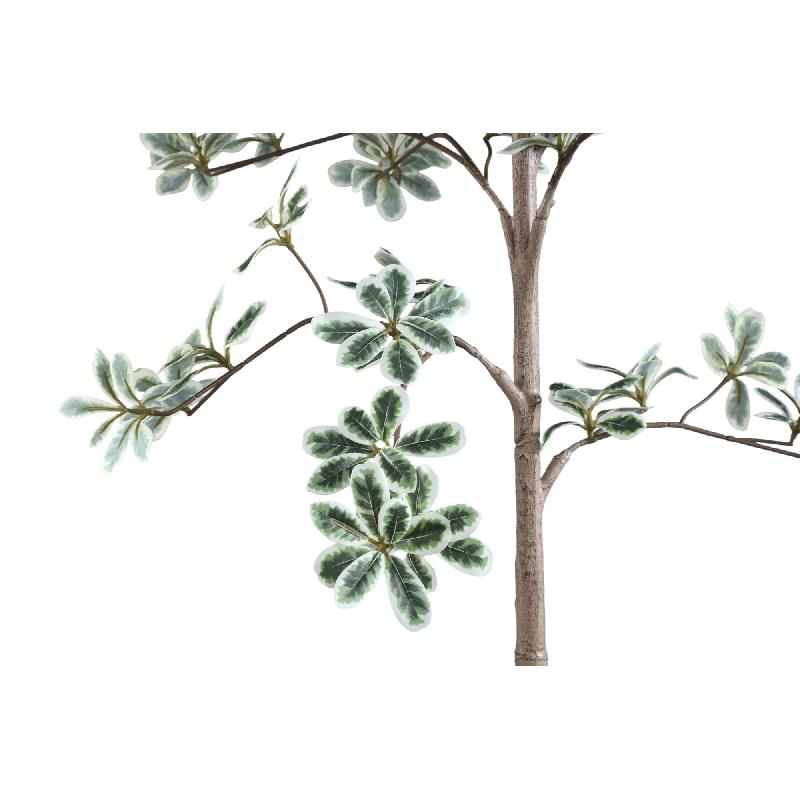 Tree Groen Madagaskar Amandelboom In Zwarte Pot 115x75x75 cm