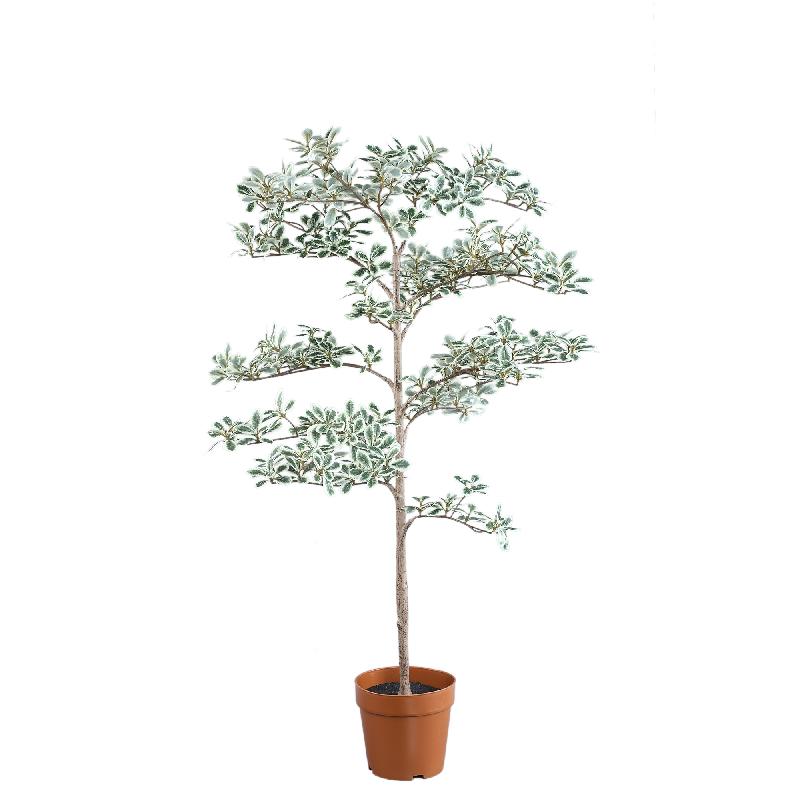 Tree Groen Madagaskar Amandelboom In Zwarte Pot 115x75x75 cm