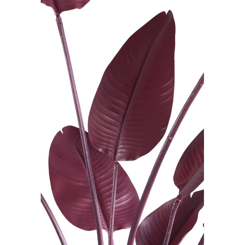 Leaves Plant Burgundy Strelitzia 150x85x73 cm