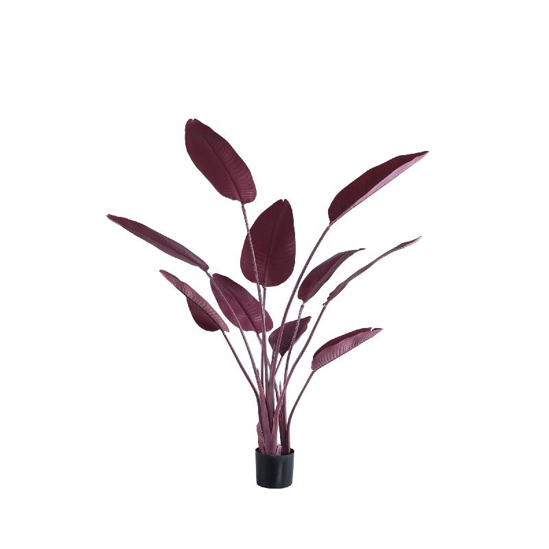 Leaves Plant Burgundy Strelitzia 150x85x73 cm