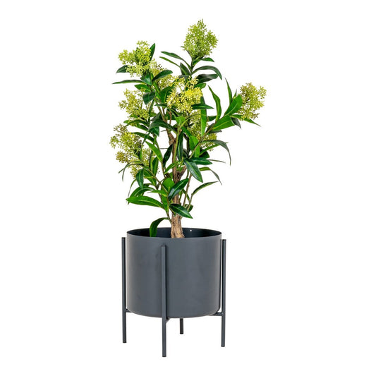 House Nordic ApS Skimmia Boom - Groen