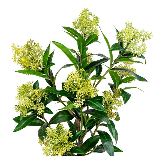 House Nordic ApS Skimmia Boom - Groen